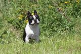 BOSTON TERRIER 037